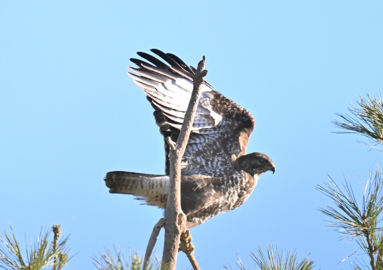 Comptage des rapaces hivernants lors d'un circuit en voiture dans l'Auxois